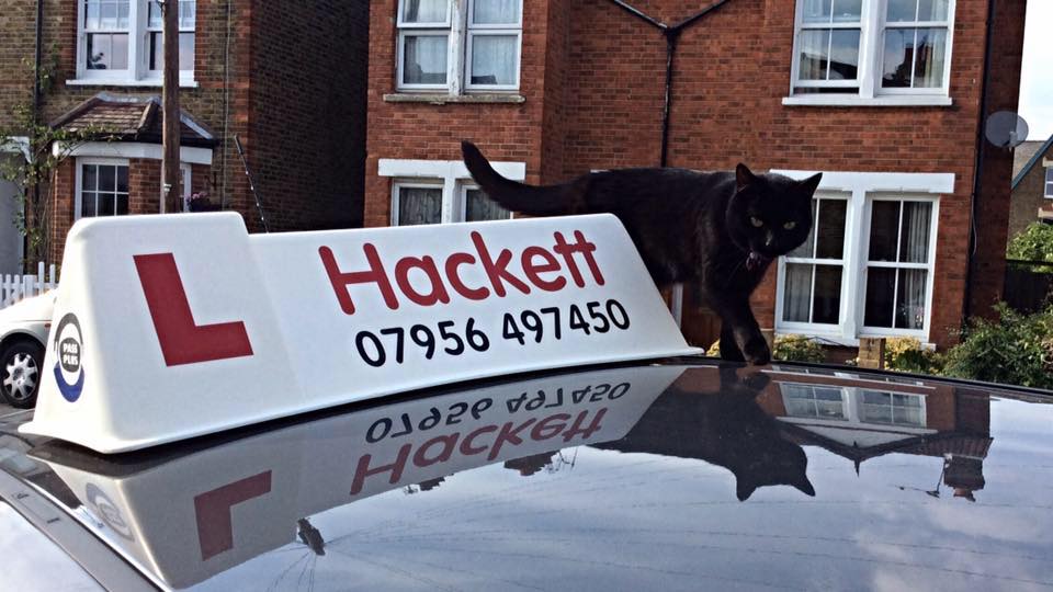 hackett cat